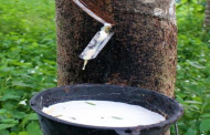 শিগগিরই ত্রিপুরায় রাবারভিত্তিক শিল্প চালু