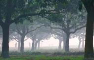 শীত ও কুয়াশা নিয়ে যে বার্তা দিল আবহাওয়া অধিদপ্তর