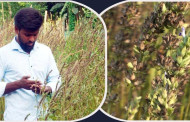 মরু অঞ্চলের ‘চিয়া সিড’ চাষে শেরপুরে নতুন সম্ভাবনা