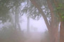 খালেদা জিয়ার রোগমুক্তি কামনায় ঢাকেশ্বরী মন্দিরে প্রার্থনা