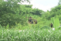আদিবাসী বিদ্রোহী গোষ্ঠীগুলির সাথে ঐতিহাসিক শান্তি চুক্তি পত্ৰে সই করল আসাম ও কেন্দ্ৰ সরকার