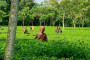 ৬ মাসে লিবিয়া থেকে ১২৪৫ বাংলাদেশির প্রত্যাবাসন