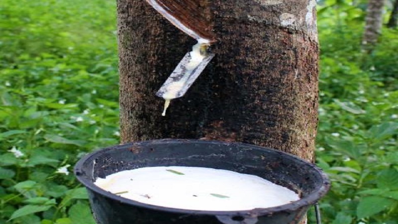 শিগগিরই ত্রিপুরায় রাবারভিত্তিক শিল্প চালু