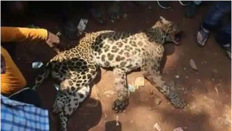 লেপার্ডকে পিটিয়ে মেরে পোজ দিয়ে ছবি, গ্রেফতার ৬