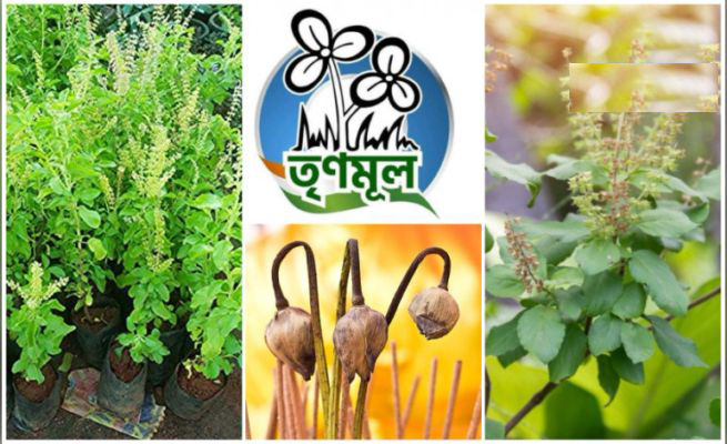 কোচবিহারে ১২টি তুলসি গ্রাম গড়ছে পশ্চিমবঙ্গ সরকার! চাপে বিজেপি