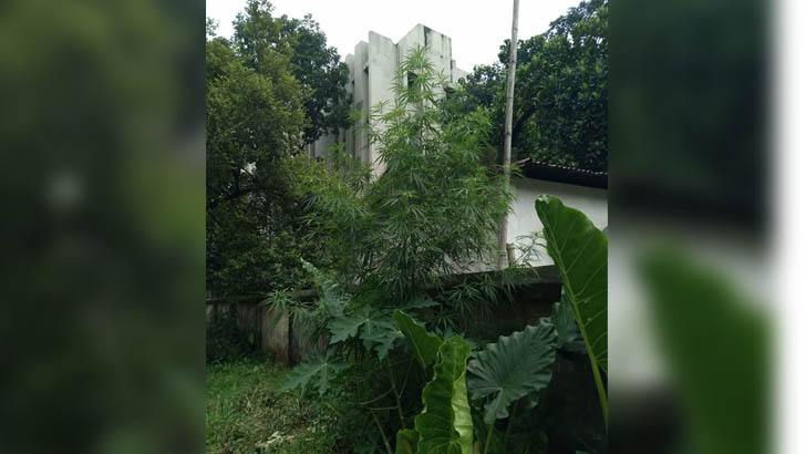 ঢাকা বিশ্ববিদ্যালয়ের ঢাবির আবাসিক হলে গাঁজা গাছ! ছবি ভাইরাল