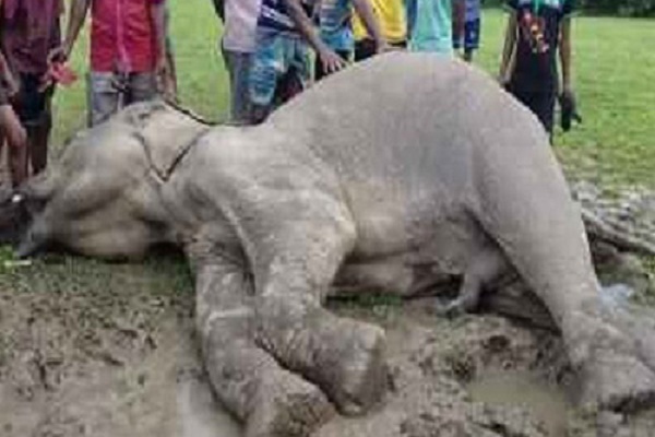 শেরপুরে গহীন অরণ্যে বন্য হাতির মৃত্যু