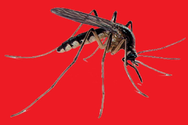 সদর উত্তরে মোহনপুরে ম্যালেরিয়ার থাবা