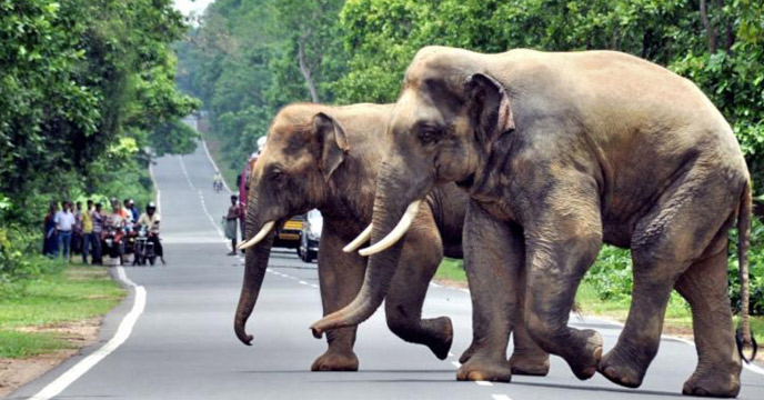 দলমার দাঁতালদের তান্ডব বাঁকুড়ার জঙ্গলে