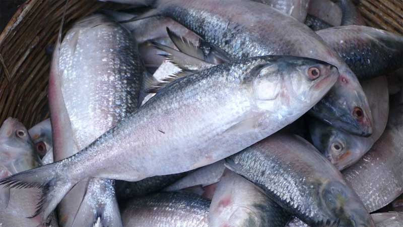 বাংলাদেশ: আজ থেকে দুই মাস ইলিশ ধরা নিষিদ্ধ