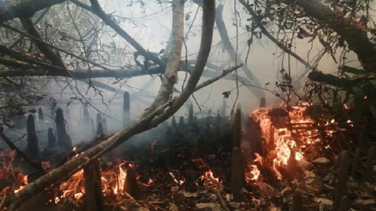 ৩০ ঘণ্টা পর নিভল সুন্দরবনের আগুন, পুড়ল ৩১ একর বনভূমি