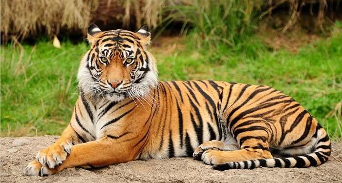 ৭০ টির বেশি বাঘ হত্যাকারী ' টাইগার হাবিব ' ধরা পড়ল বাংলাদেশে