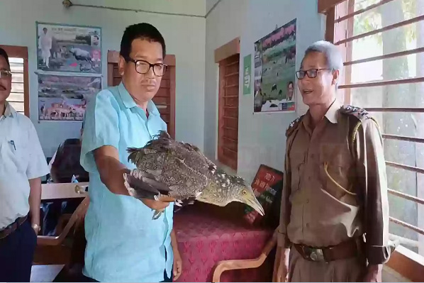 আসামের জাটিঙ্গা, উমরাংশুর পর মাইবাঙের লোকালয়েও পরযায়ী পাখি!