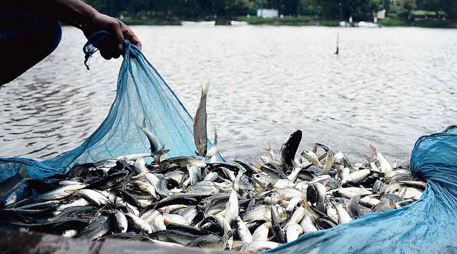উড়িষ্যা: বিশ্ব মৎস্য দিবস উদযাপনে বালাসোর ভারতের সেরা সামুদ্রিক জেলা হিসাবে পুরস্কৃত
