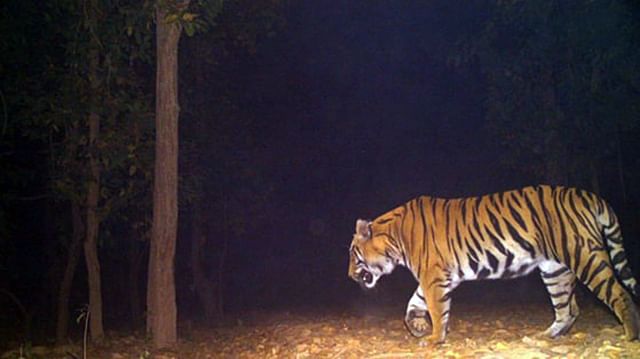 বেঙ্গল টাইগারের দেখা মিলল পশ্চিমবঙ্গের বক্সা জঙ্গলে