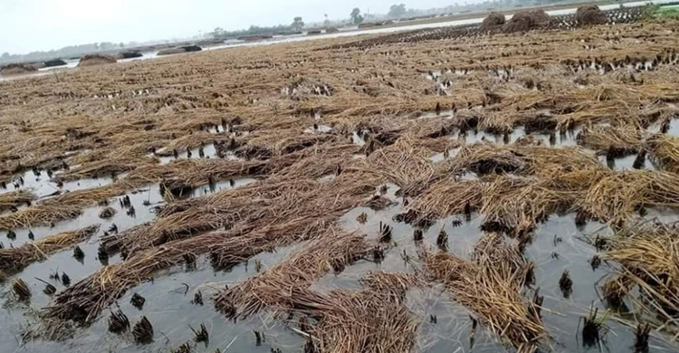 জাওয়াদের প্রভাবে পানিতে ভাসছে কৃষকের স্বপ্ন