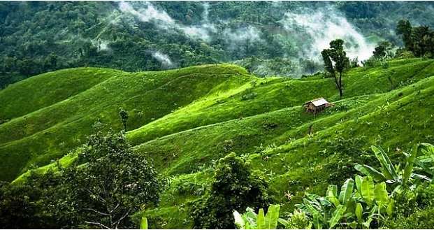 পার্বত্য অঞ্চলে বাঘের আবাস গড়া যায় কি না, দেখতে বলেছে সংসদীয় কমিটি