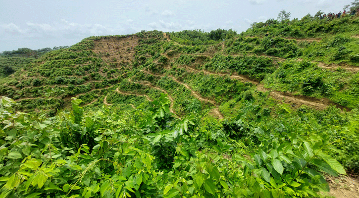 কক্সবাজারের রামু সরকারি রাবার বাগানের ৯ হাজার চারা কেটে দিল রোহিঙ্গা ভূমিদস্যু চক্র