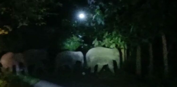 ত্রিপুরার খোয়াইতে নতুন করে হাতির তাণ্ডবে সাধারণ মানুষ উদ্বিগ্ন