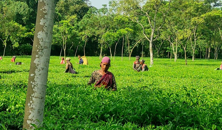 উত্তরাঞ্চল চা উৎপাদনে এবারও দ্বিতীয়