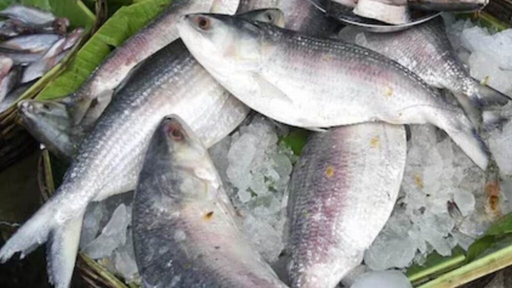 শুক্র থেকেই কলকাতার বাজারে পদ্মাপারের ইলিশ